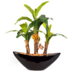 Artificial Small Banana Bonsai Plant With Ceramic Pot
