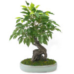 Artificial Ficus Bonsai Plant with ceramic Pot