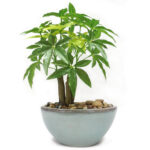 Artificial Pachira Bonsai Plant with ceramic Pot