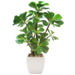 Artificial Fiddle Leaf Bonsai Plant With Ceramic Pot