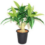 Artificial Dracaena Bonsai Plant With Ceramic Pot