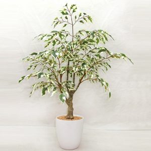 Artificial Ficus Bonsai Plant With Pot