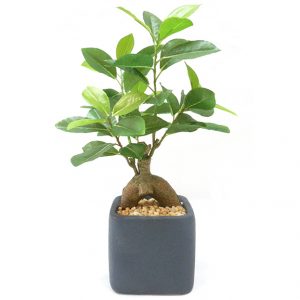 Natural Looking Artificial Ficus Bonsai Plant with ceramic Pot