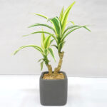 Natural Looking Artificial Dracaena Bonsai Plant with ceramic Pot