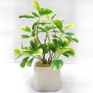 Artificial Jade Leaf Bonsai Plant with ceramic Pot