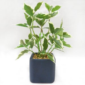 Artificial Ficus Leaf Bonsai Plant with ceramic Pot