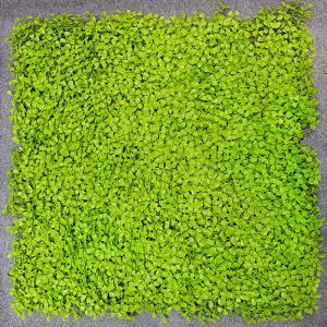 UV Coated Artificial Vertical Garden Mat with Green Leaves (50 X 50 cm)