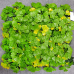 UV Coated Artificial Vertical Garden Mat with Green and Yellow Leaves (50 X 50 cm)