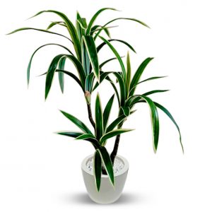 Artificial Dragon Plant for Decoration