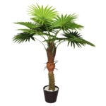 Fan Palm-PLT-002-(1)