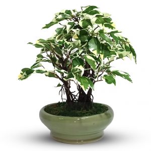 Artificial Ficus Bonsai Plant