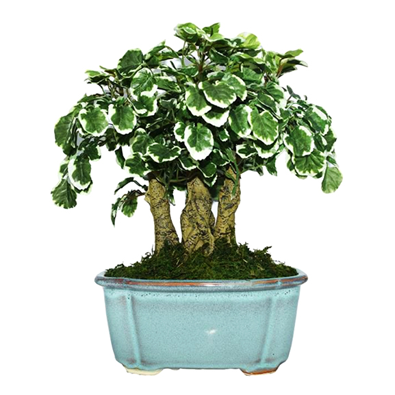 Artificial Polyscia Bonsai Plant with ceramic Pot