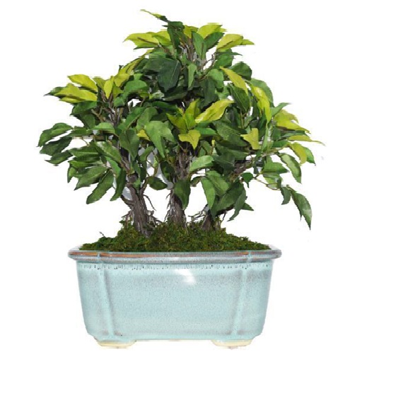 Elen Artificial Ficus Bonsai