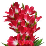 Elen Artificial Dendrobium Orchid Bunch Dark Pink (60 cm)