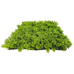 Elen Artificial UV Green Cypress Vertical Garden (50x50cm)