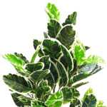 Artificial Dieffenbachia Plant Without Pot