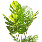 Artificial Green Monstera with White Touch Plant 150 cm