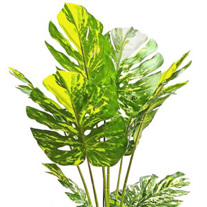 Artificial Green Monstera with White Touch Plant 150 cm
