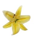 Artificial Lily Loose Head