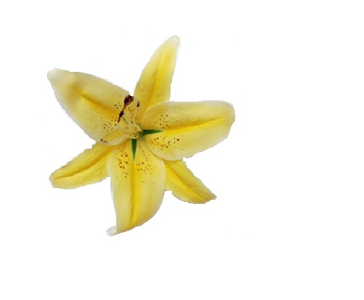 Artificial Lily Loose Head