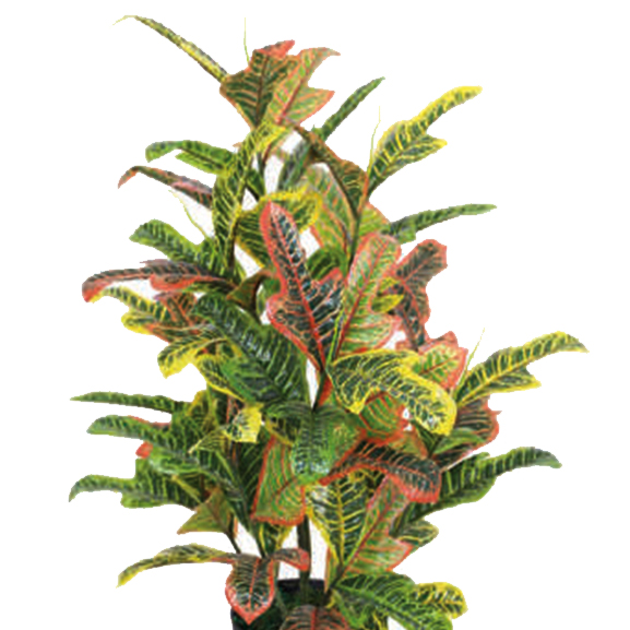 Codiaeum Plant