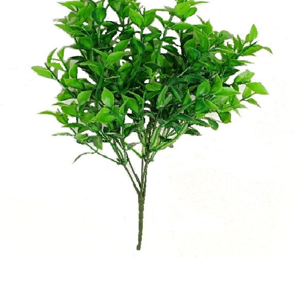 Green Ruscus Hoya Bella Leaf Bunch