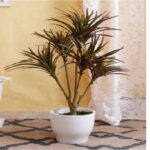 Elen Artificial Yucca Plant