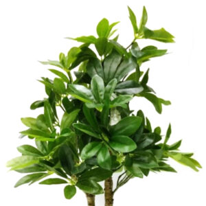 Artificial Schefflera Plant
