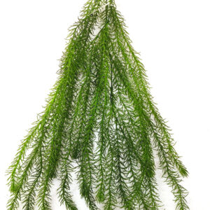 Aspragus Hanging Creeper